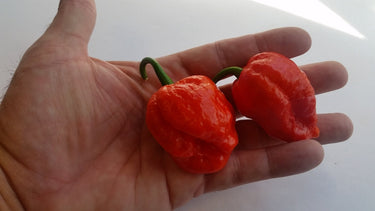 Super Hot Beast - Seeds - The Pepper Pantry (Formerly Marie Sharp's)